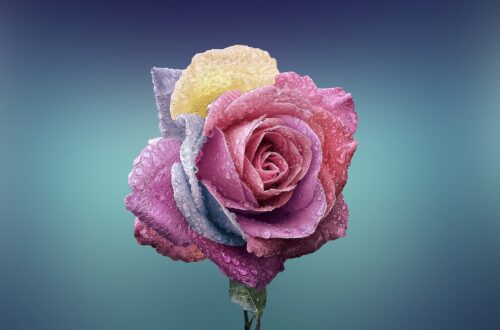 Blue and Pink Rose with Blue Background. Skin changes after radiation