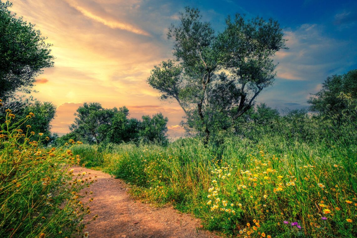 Pathway through a flowery field with a sunset sky. Dealing with treatment delays