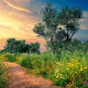 Pathway through a flowery field with a sunset sky. Dealing with treatment delays