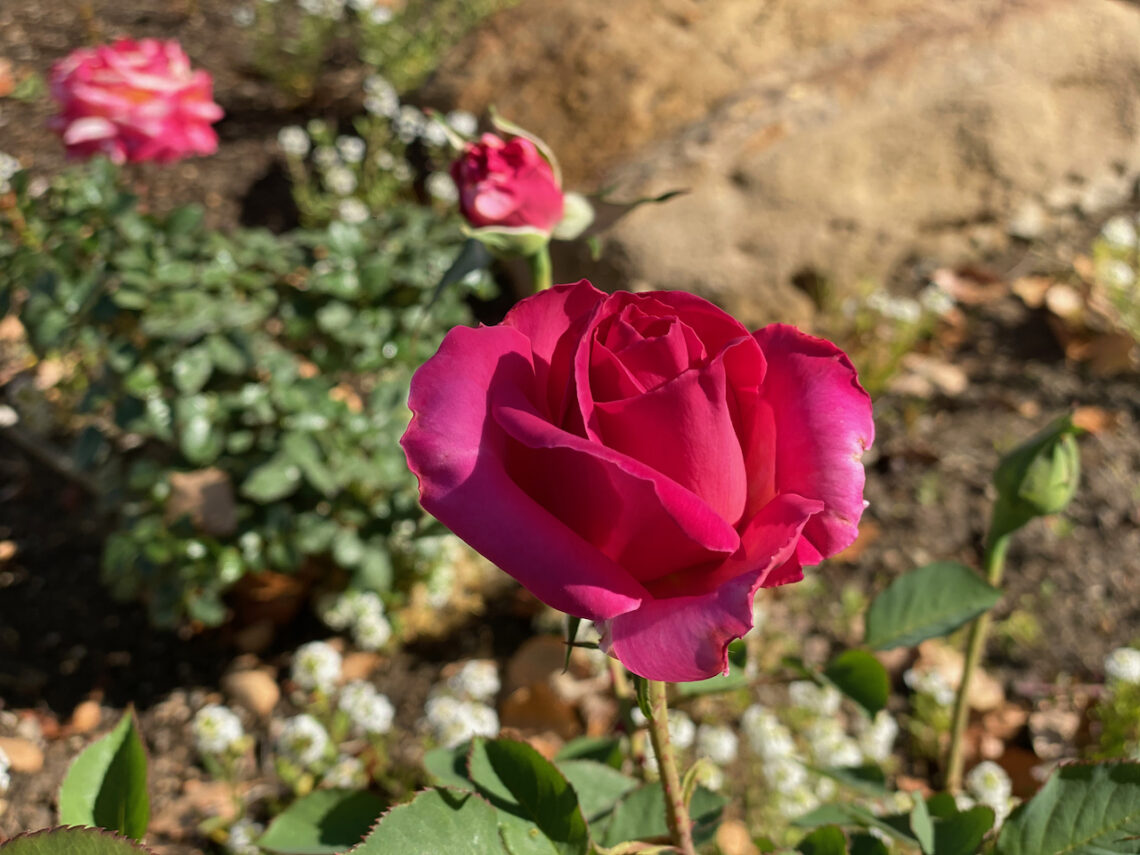 Pink rose in garden. What is a screening mammogram?