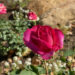 Pink rose in garden. What is a screening mammogram?