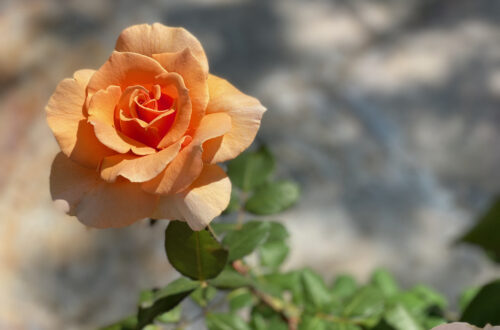 Peach rose with blurry background. What is a diagnostic mammogram