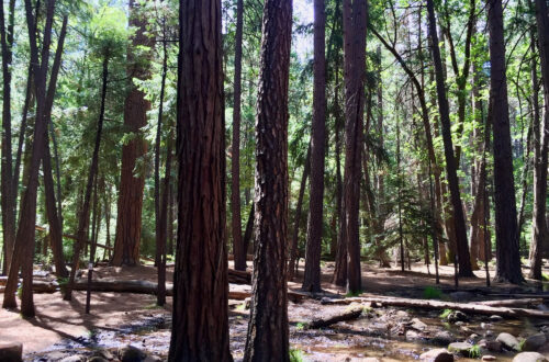 Forest in Yosemite.