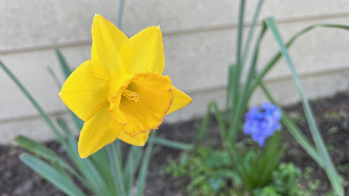 Daffodil in flower bed. Recovery process for herniated disc