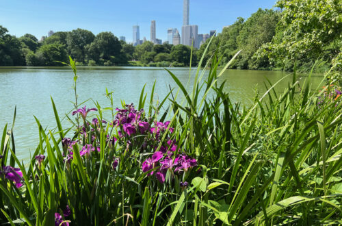 Purple flowers and reeds in front of a lake. New York City in the background. Living in the in-between