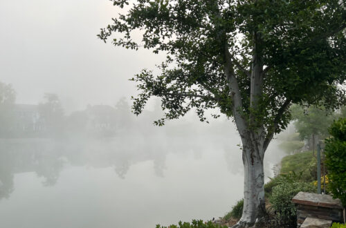 foggy lake with tree. Image by Jennifer Douglas. An Inconclusive biopsy
