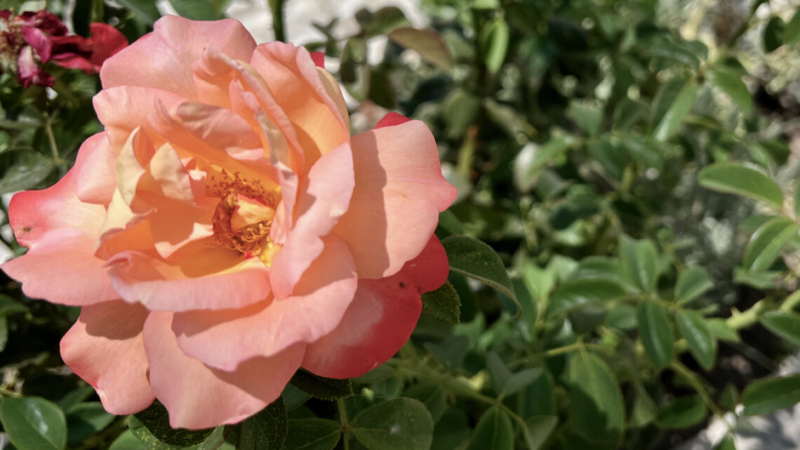 Peach rose with dark green foliage in background. Surgery preparation after an inconclusive biopsy